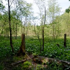 Lankower Seeufer, Grammsee und Umgebung