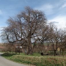 Hruška v Horním poli