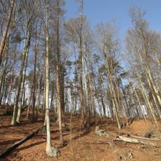 Rezerwat przyrody Bukowa Góra (województwo lubuskie)