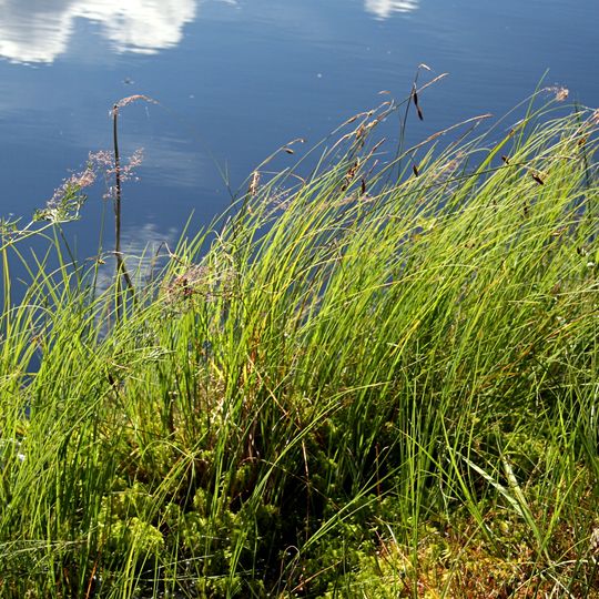 Rezerwat przyrody Jezioro Małe Łowne