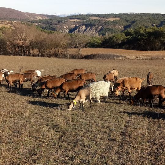 Ferme pédagogique du coq à l'âne