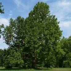 Platan v Podzámecké zahradě