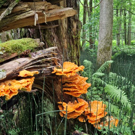 Skaugumsåsen og Åstad