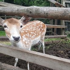 Park Czarnego Daniela