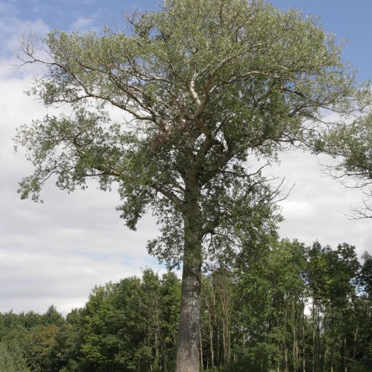 Památné stromy v rajhradské bažantnici