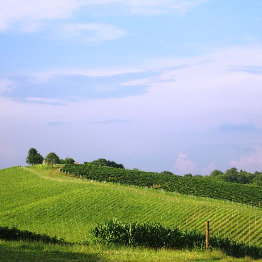 Daruvarski Vinogradi