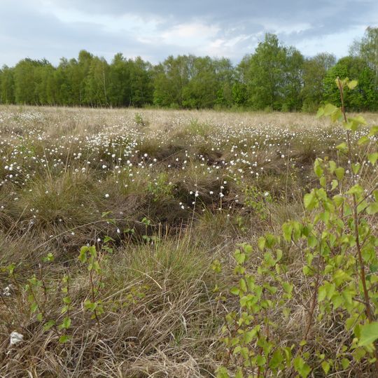 Nördliches und Mittleres Wietingsmoor, Freistätter Moor und Sprekelsmeer