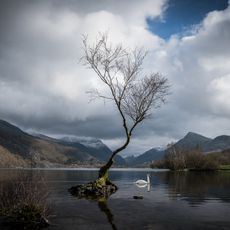 Lonely Tree