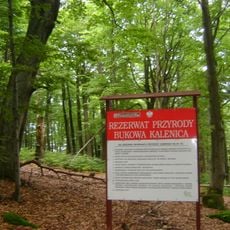 Rezerwat przyrody Bukowa Kalenica