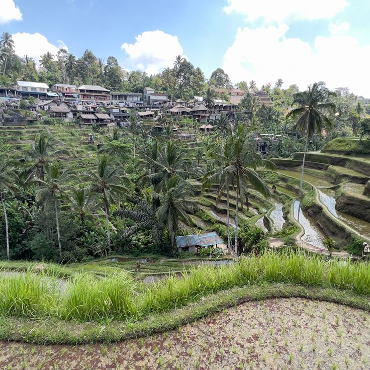 Tegallalang Rice Terraces