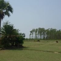 distretto di Barguna