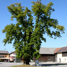 Sommerlinde in Gundertshausen