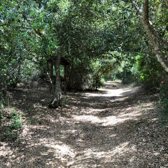 Sughereta di Niscemi