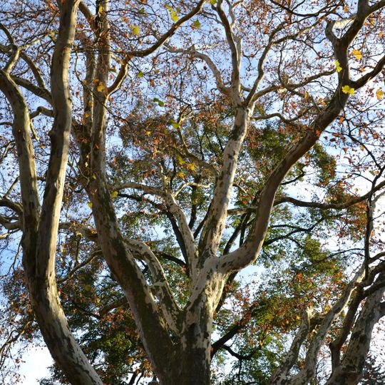 Platan javorolistý v Protivíně