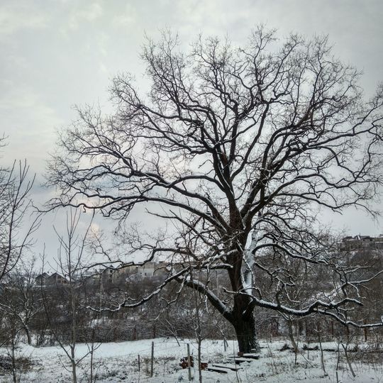 Quercus robur in Valea Greacă