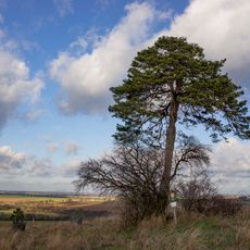 Borovice u Mečeříže
