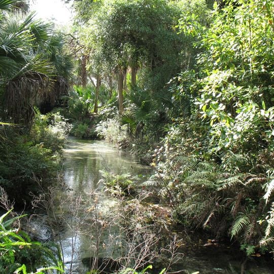 Juniper Springs