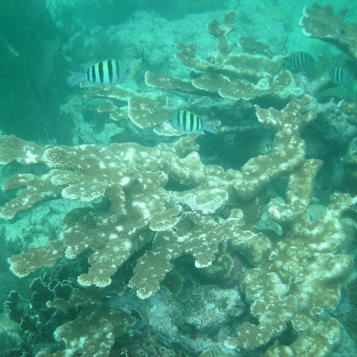 John Pennekamp Koraalrif Staatspark