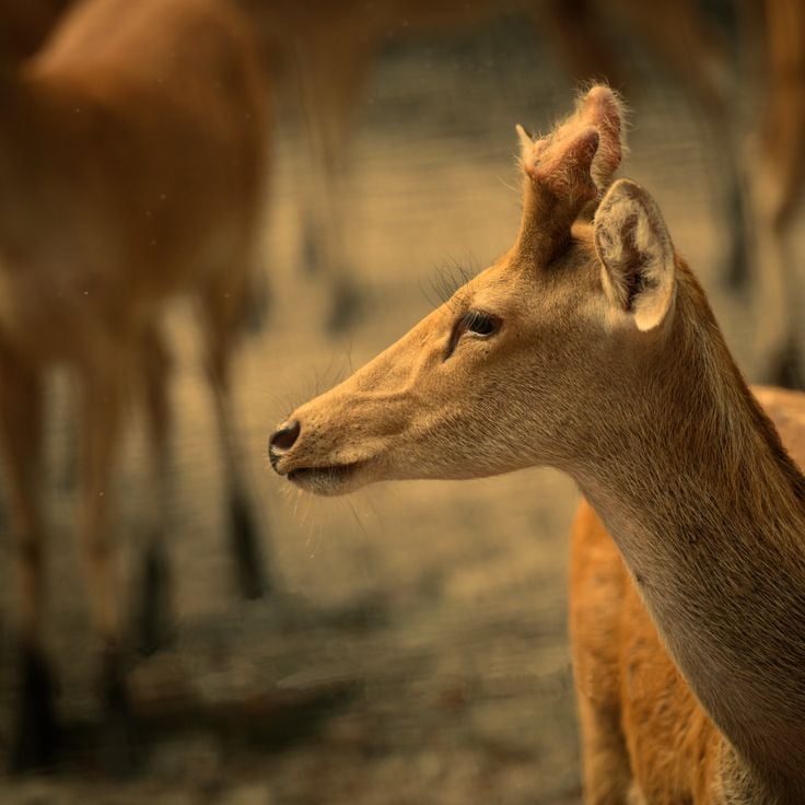 Park Narodowy Dudhwa