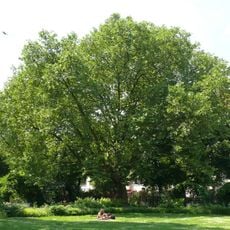 Platane Savignyplatz