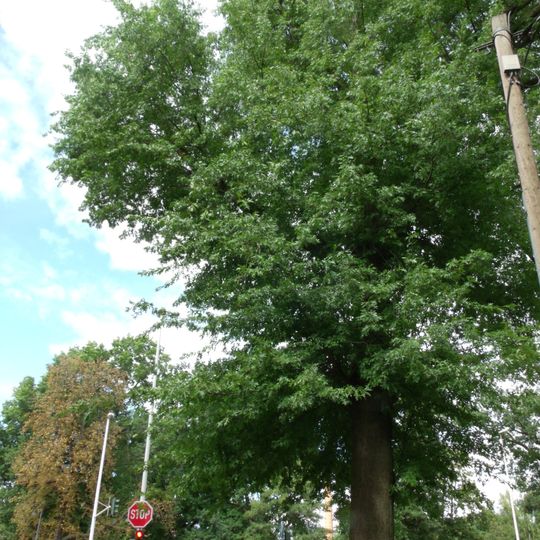 Naturdenkmal [[Eichen