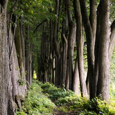 Daniliškio liepų alėja