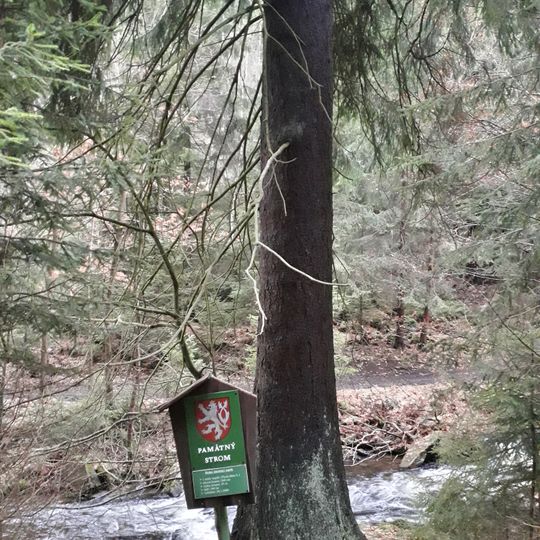 Dolní úbočský smrk