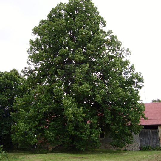 Lípa u Kohoutů
