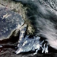 Terranova e Labrador