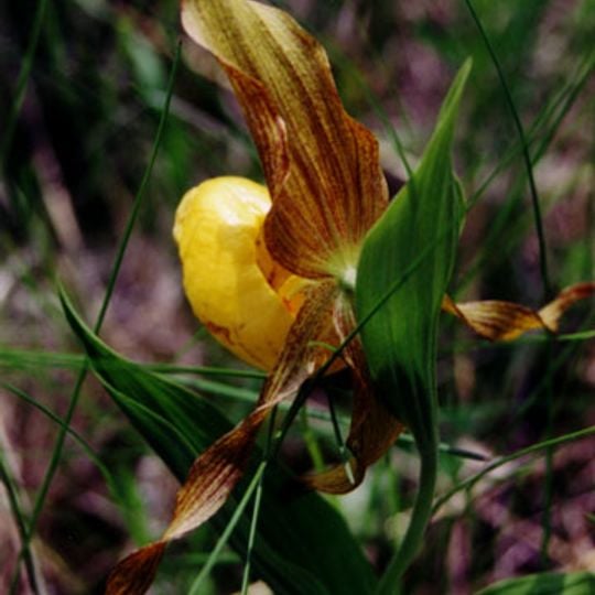 Lake Bronson State Park