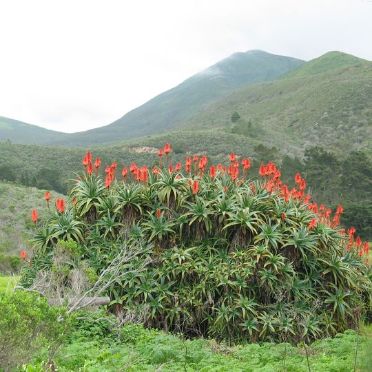 Montaña de Oro State Park