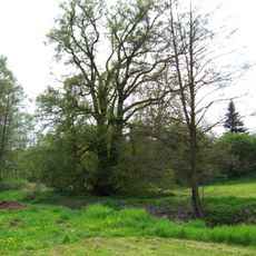 Památná lípa srdčitá v Nedvězí