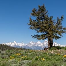 Bridger-Teton National Forest
