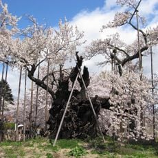 Yamataka Jindai Sakura