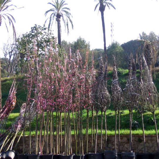 Vivero de Tres Pins