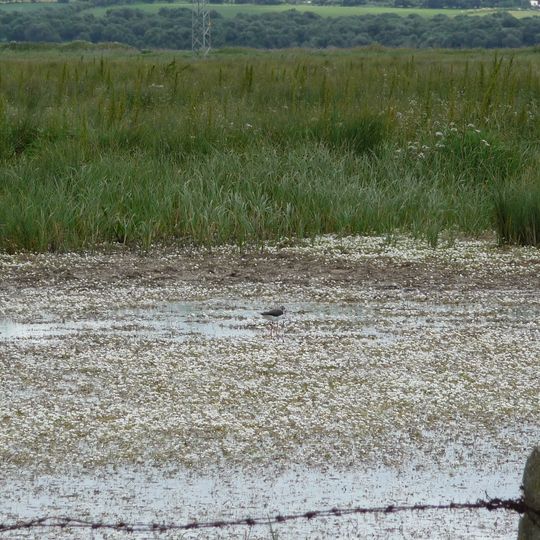 Marismas del Barbate