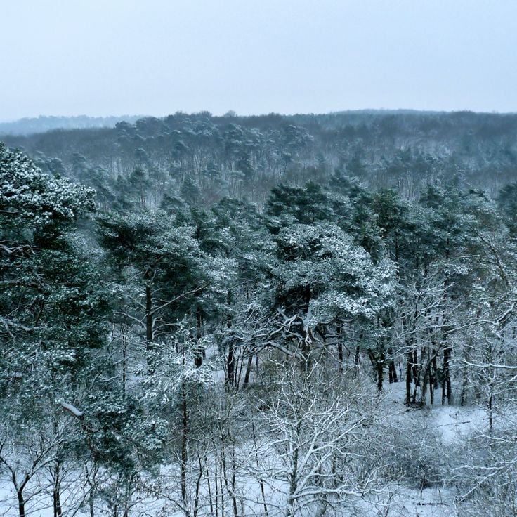 Foresta di Fontainebleau