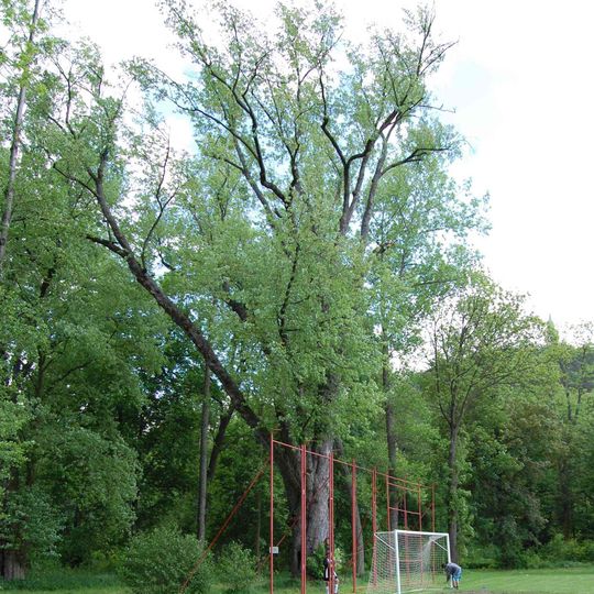 Javor pod Zelenou Horou