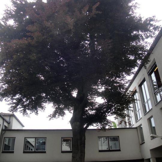 Natural monument 611.086 in Kassel