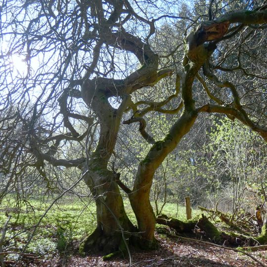 Naturdenkmal Süntelbuche im Bleeksgrund