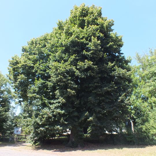 Naturdenkmal Sommer-Linde Breitscheidstr. 16 , genau vor dem Gelände der Dorfkirche in Wandlitz