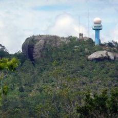 Cuban pine forests