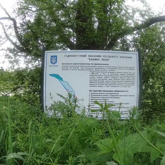 Бабині лози