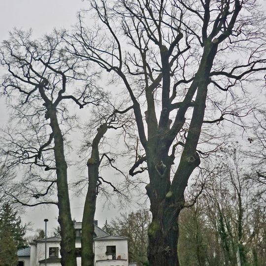 Naturdenkmal  Stieleiche Wäldchen; Flur 4, Flurstück 2620 in Bad Liebenwerda