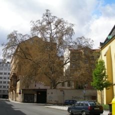 Platanus × hispanica near Church of Saint Kliment