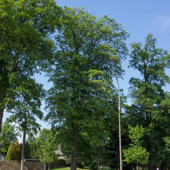 Dobřejovické kleny