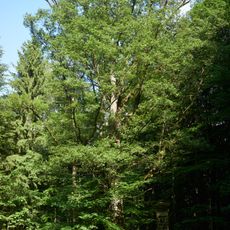 Eiche am Großen Roßberg