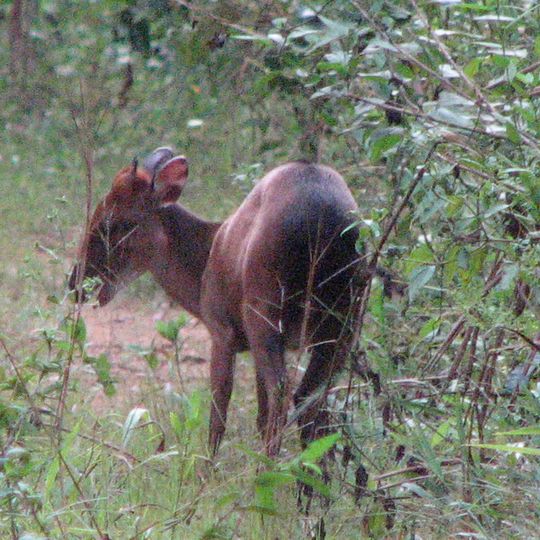 Campo Ma'an National Park