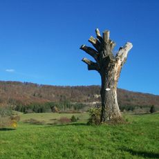 1 Eiche auf dem Kirchenköpfle