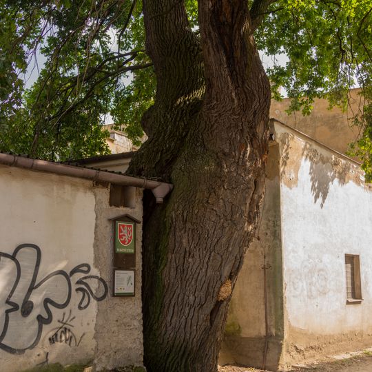 Dub U Sv. Jana Nepomuckého v Mikulově